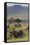 Elephant (Loxodonta Africana) Herd Walking to the River to Drink-Ann and Steve Toon-Framed Stretched Canvas