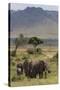 Elephant (Loxodonta Africana) Herd Walking to the River to Drink-Ann and Steve Toon-Stretched Canvas
