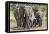 Elephant (Loxodonta Africana) Herd Walking to the River to Drink-Ann and Steve Toon-Framed Stretched Canvas