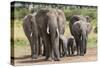 Elephant (Loxodonta Africana) Herd Walking to the River to Drink-Ann and Steve Toon-Stretched Canvas