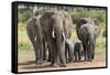 Elephant (Loxodonta Africana) Herd Walking to the River to Drink-Ann and Steve Toon-Framed Stretched Canvas