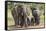 Elephant (Loxodonta Africana) Herd Walking to the River to Drink-Ann and Steve Toon-Framed Stretched Canvas