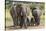 Elephant (Loxodonta Africana) Herd Walking to the River to Drink-Ann and Steve Toon-Stretched Canvas