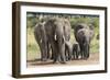 Elephant (Loxodonta Africana) Herd Walking to the River to Drink-Ann and Steve Toon-Framed Photographic Print