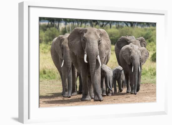 Elephant (Loxodonta Africana) Herd Walking to the River to Drink-Ann and Steve Toon-Framed Photographic Print