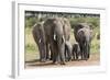 Elephant (Loxodonta Africana) Herd Walking to the River to Drink-Ann and Steve Toon-Framed Photographic Print