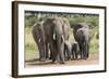 Elephant (Loxodonta Africana) Herd Walking to the River to Drink-Ann and Steve Toon-Framed Photographic Print