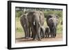 Elephant (Loxodonta Africana) Herd Walking to the River to Drink-Ann and Steve Toon-Framed Photographic Print