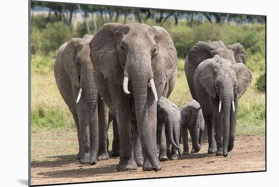 Elephant (Loxodonta Africana) Herd Walking to the River to Drink-Ann and Steve Toon-Mounted Photographic Print