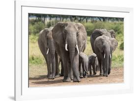 Elephant (Loxodonta Africana) Herd Walking to the River to Drink-Ann and Steve Toon-Framed Photographic Print