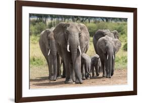 Elephant (Loxodonta Africana) Herd Walking to the River to Drink-Ann and Steve Toon-Framed Photographic Print