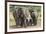 Elephant (Loxodonta Africana) Herd Walking to the River to Drink-Ann and Steve Toon-Framed Photographic Print