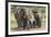 Elephant (Loxodonta Africana) Herd Walking to the River to Drink-Ann and Steve Toon-Framed Photographic Print