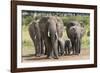 Elephant (Loxodonta Africana) Herd Walking to the River to Drink-Ann and Steve Toon-Framed Photographic Print