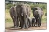 Elephant (Loxodonta Africana) Herd Walking to the River to Drink-Ann and Steve Toon-Mounted Photographic Print