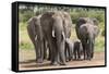 Elephant (Loxodonta Africana) Herd Walking to the River to Drink-Ann and Steve Toon-Framed Stretched Canvas