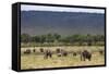 Elephant (Loxodonta Africana) Herd Walking to the River to Drink-Ann and Steve Toon-Framed Stretched Canvas