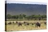 Elephant (Loxodonta Africana) Herd Walking to the River to Drink-Ann and Steve Toon-Stretched Canvas