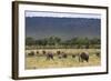 Elephant (Loxodonta Africana) Herd Walking to the River to Drink-Ann and Steve Toon-Framed Photographic Print