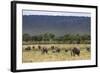 Elephant (Loxodonta Africana) Herd Walking to the River to Drink-Ann and Steve Toon-Framed Photographic Print