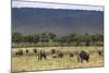 Elephant (Loxodonta Africana) Herd Walking to the River to Drink-Ann and Steve Toon-Mounted Photographic Print