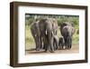 Elephant (Loxodonta Africana) Herd Walking to the River to Drink-Ann and Steve Toon-Framed Premium Photographic Print