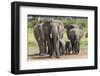 Elephant (Loxodonta Africana) Herd Walking to the River to Drink-Ann and Steve Toon-Framed Premium Photographic Print