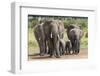 Elephant (Loxodonta Africana) Herd Walking to the River to Drink-Ann and Steve Toon-Framed Premium Photographic Print