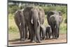 Elephant (Loxodonta Africana) Herd Walking to the River to Drink-Ann and Steve Toon-Mounted Premium Photographic Print