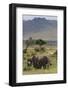 Elephant (Loxodonta Africana) Herd Walking to the River to Drink-Ann and Steve Toon-Framed Photographic Print