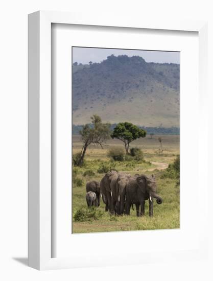 Elephant (Loxodonta Africana) Herd Walking to the River to Drink-Ann and Steve Toon-Framed Photographic Print