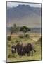 Elephant (Loxodonta Africana) Herd Walking to the River to Drink-Ann and Steve Toon-Mounted Photographic Print