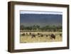 Elephant (Loxodonta Africana) Herd Walking to the River to Drink-Ann and Steve Toon-Framed Photographic Print