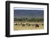 Elephant (Loxodonta Africana) Herd Walking to the River to Drink-Ann and Steve Toon-Framed Photographic Print