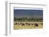 Elephant (Loxodonta Africana) Herd Walking to the River to Drink-Ann and Steve Toon-Framed Photographic Print