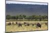 Elephant (Loxodonta Africana) Herd Walking to the River to Drink-Ann and Steve Toon-Mounted Photographic Print