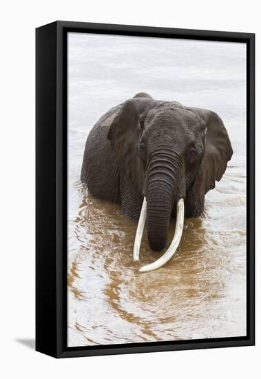 Elephant (Loxodonta Africana) in the River, Masai Mara National Reserve, Kenya, East Africa, Africa-Ann and Steve Toon-Framed Stretched Canvas