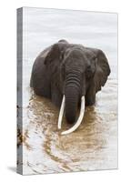 Elephant (Loxodonta Africana) in the River, Masai Mara National Reserve, Kenya, East Africa, Africa-Ann and Steve Toon-Stretched Canvas