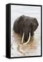 Elephant (Loxodonta Africana) in the River, Masai Mara National Reserve, Kenya, East Africa, Africa-Ann and Steve Toon-Framed Stretched Canvas