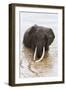 Elephant (Loxodonta Africana) in the River, Masai Mara National Reserve, Kenya, East Africa, Africa-Ann and Steve Toon-Framed Photographic Print