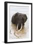 Elephant (Loxodonta Africana) in the River, Masai Mara National Reserve, Kenya, East Africa, Africa-Ann and Steve Toon-Framed Photographic Print