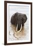 Elephant (Loxodonta Africana) in the River, Masai Mara National Reserve, Kenya, East Africa, Africa-Ann and Steve Toon-Framed Photographic Print