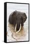 Elephant (Loxodonta Africana) in the River, Masai Mara National Reserve, Kenya, East Africa, Africa-Ann and Steve Toon-Framed Stretched Canvas