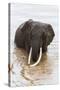 Elephant (Loxodonta Africana) in the River, Masai Mara National Reserve, Kenya, East Africa, Africa-Ann and Steve Toon-Stretched Canvas