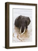 Elephant (Loxodonta Africana) in the River, Masai Mara National Reserve, Kenya, East Africa, Africa-Ann and Steve Toon-Framed Photographic Print