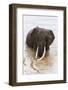 Elephant (Loxodonta Africana) in the River, Masai Mara National Reserve, Kenya, East Africa, Africa-Ann and Steve Toon-Framed Photographic Print