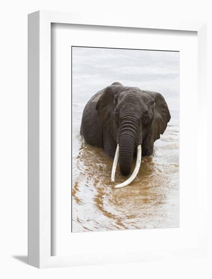 Elephant (Loxodonta Africana) in the River, Masai Mara National Reserve, Kenya, East Africa, Africa-Ann and Steve Toon-Framed Photographic Print