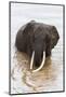 Elephant (Loxodonta Africana) in the River, Masai Mara National Reserve, Kenya, East Africa, Africa-Ann and Steve Toon-Mounted Photographic Print