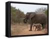 Elephant (Loxodonta Africana), Kapama Game Reserve, South Africa, Africa-Sergio Pitamitz-Framed Stretched Canvas