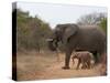 Elephant (Loxodonta Africana), Kapama Game Reserve, South Africa, Africa-Sergio Pitamitz-Stretched Canvas